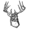 DEER006