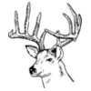 DEER014